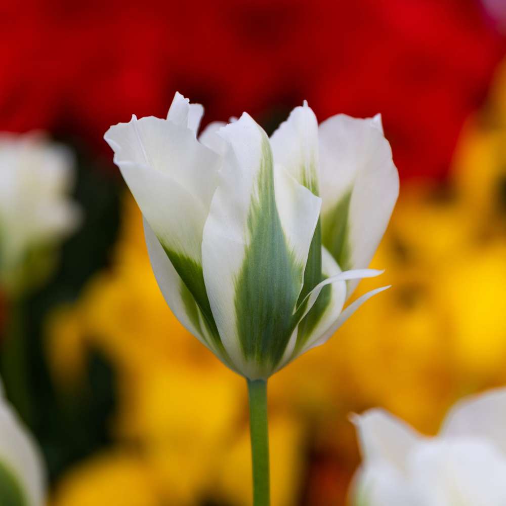 Tulpan 'Spring Green'